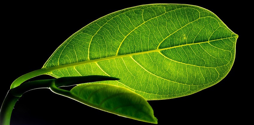 تحويل غاز ثاني أكسيد الكربون إلى مواد خام